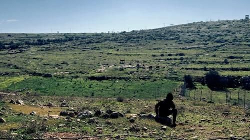 Палестинский подросток смотрит на поселенцев, пасущих скот на земле его семьи 